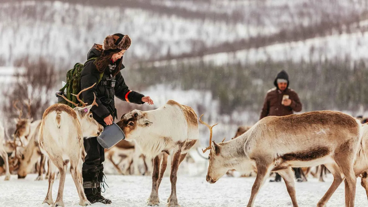 Reindeer at a Sami camp near Tromsø on a reindeer sledding and feeding tour