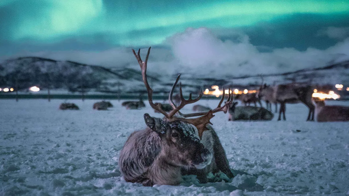 A reindeer camp at night under a dark Arctic sky on a reindeer sledding tour from Tromsø