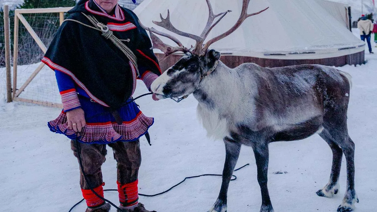 A Sami guide with reindeer at a small-group reindeer sledding camp near Tromsø